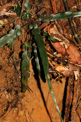 Asplenium attenuatum