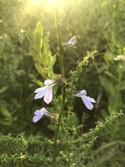 Lobelia brevifolia