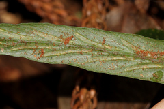 Asplenium attenuatum