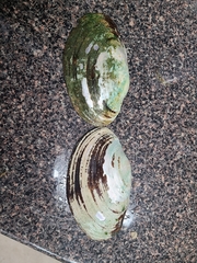 Potamilus amphichaenus