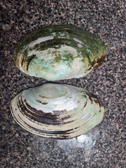 Potamilus amphichaenus