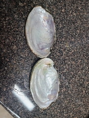 Potamilus amphichaenus