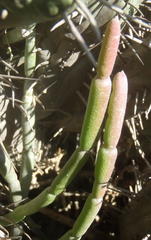 Cynanchum viminale viminale