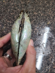 Potamilus amphichaenus