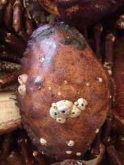 Metacarcinus edwardsii