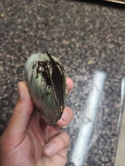 Potamilus amphichaenus