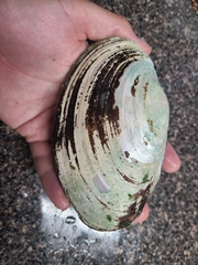 Potamilus amphichaenus