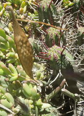 Cynanchum viminale viminale