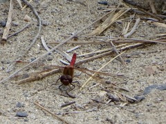 Sympetrum semicinctum