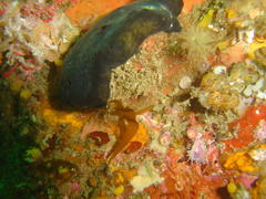 Dromidia