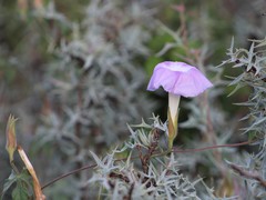 Ipomoea lindheimeri