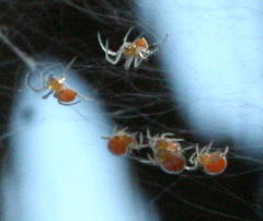 Trichonephila senegalensis annulata