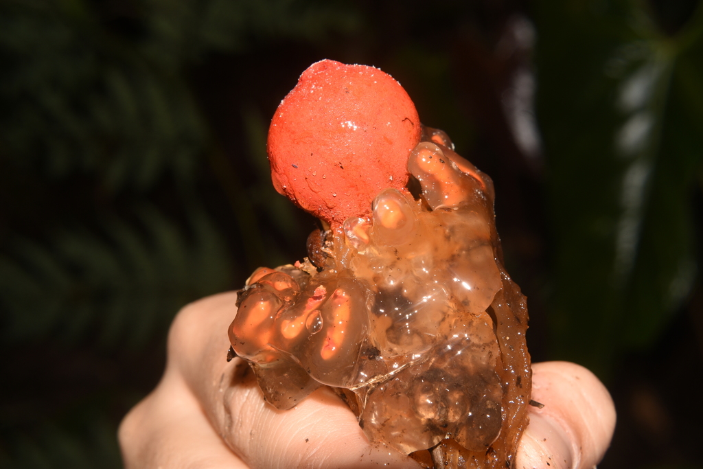 Calostoma cinnabarinum