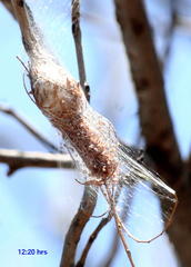 Trichonephila senegalensis annulata