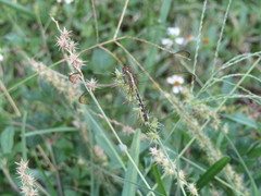 Erythrodiplax umbrata