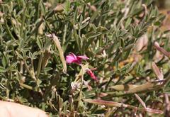 Indigofera sp-aff-platypoda