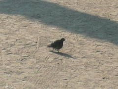 Columba livia domestica