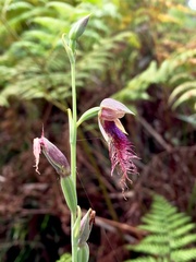 Calochilus gracillimus