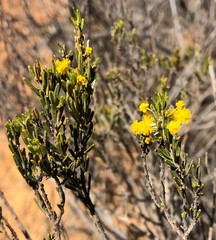 Acacia lineata