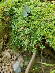 Houstonia serpyllifolia