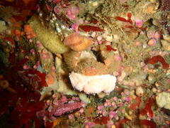 Dromidia hirsutissima