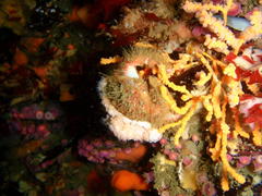 Dromidia hirsutissima