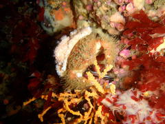 Dromidia hirsutissima