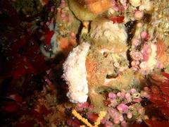 Dromidia hirsutissima