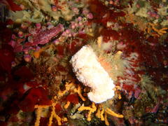 Dromidia hirsutissima