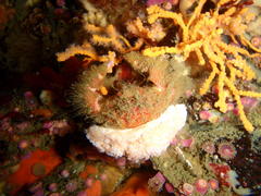 Dromidia hirsutissima