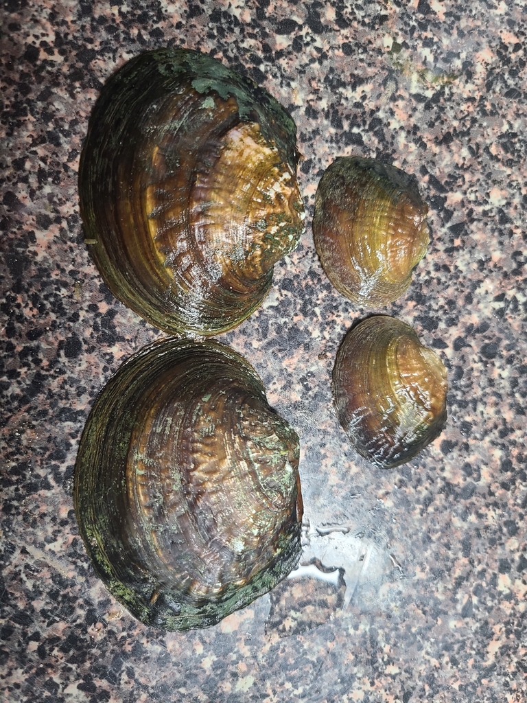 Rockpocketbook in September 2021 by Ryan Blankenship · iNaturalist