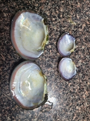 Arcidens confragosus