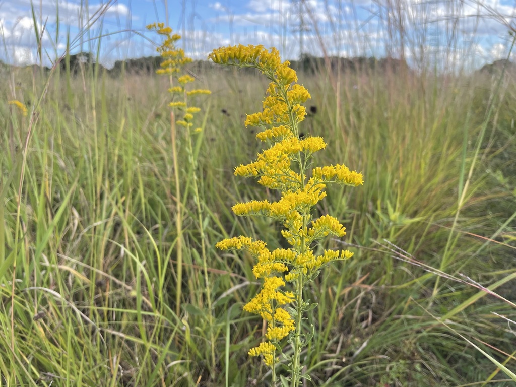 field goldenrod in September 2021 by Matt Wistrand · iNaturalist