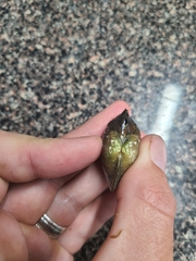 Arcidens confragosus