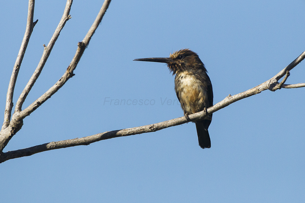 Three-toed Jacamar photo