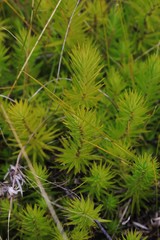 Melichrus procumbens