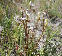 Disa spathulata spathulata