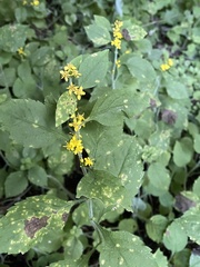 Solidago albopilosa