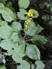 Solidago albopilosa