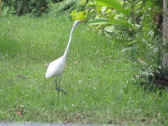 Ardea alba