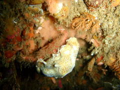 Dromidia hirsutissima