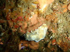 Dromidia hirsutissima