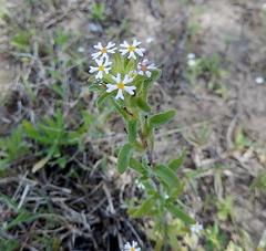 Zaluzianskya gracilis