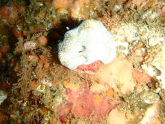 Dromidia hirsutissima