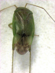 Micromimetus