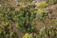 Hakea drupacea