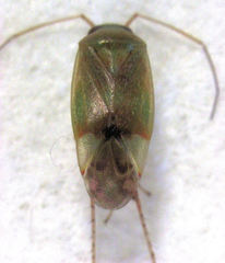 Micromimetus