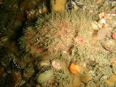 Dromidia hirsutissima
