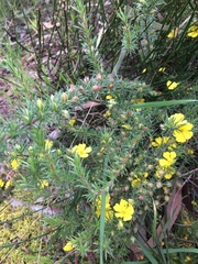 Hibbertia prostrata