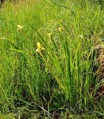 Moraea spathulata image